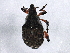  (Parenthis - BIOUG01840-H01)  @13 [ ] CreativeCommons - Attribution (2012) CBG Photography Group Centre for Biodiversity Genomics