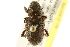  ( - BIOUG02027-D05)  @15 [ ] CreativeCommons - Attribution (2012) CBG Photography Group Centre for Biodiversity Genomics