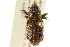  ( - BIOUG02027-D07)  @15 [ ] CreativeCommons - Attribution (2012) CBG Photography Group Centre for Biodiversity Genomics
