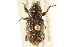  ( - BIOUG02027-D08)  @15 [ ] CreativeCommons - Attribution (2012) CBG Photography Group Centre for Biodiversity Genomics