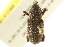  (Hylobiini - BIOUG02027-E03)  @15 [ ] CreativeCommons - Attribution (2012) CBG Photography Group Centre for Biodiversity Genomics