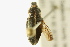  ( - BIOUG02027-F08)  @12 [ ] CreativeCommons - Attribution (2012) CBG Photography Group Centre for Biodiversity Genomics
