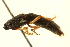  ( - BIOUG02029-A11)  @12 [ ] CreativeCommons - Attribution (2012) CBG Photography Group Centre for Biodiversity Genomics