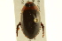  ( - BIOUG02029-G08)  @12 [ ] CreativeCommons - Attribution (2012) CBG Photography Group Centre for Biodiversity Genomics