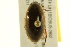  ( - BIOUG02029-G11)  @12 [ ] CreativeCommons - Attribution (2012) CBG Photography Group Centre for Biodiversity Genomics