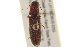  ( - BIOUG02052-A05)  @11 [ ] CreativeCommons - Attribution (2012) CBG Photography Group Centre for Biodiversity Genomics