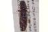  ( - BIOUG02052-B03)  @11 [ ] CreativeCommons - Attribution (2012) CBG Photography Group Centre for Biodiversity Genomics