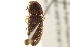  ( - BIOUG02052-C08)  @11 [ ] CreativeCommons - Attribution (2012) CBG Photography Group Centre for Biodiversity Genomics