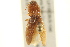  ( - BIOUG02052-C11)  @14 [ ] CreativeCommons - Attribution (2012) CBG Photography Group Centre for Biodiversity Genomics