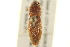  (Monocrepidius scissus - BIOUG02052-D01)  @14 [ ] CreativeCommons - Attribution (2012) CBG Photography Group Centre for Biodiversity Genomics