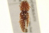  ( - BIOUG02052-D04)  @11 [ ] CreativeCommons - Attribution (2012) CBG Photography Group Centre for Biodiversity Genomics
