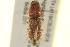  ( - BIOUG02052-D05)  @13 [ ] CreativeCommons - Attribution (2012) CBG Photography Group Centre for Biodiversity Genomics