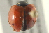  ( - BIOUG02058-C11)  @13 [ ] CreativeCommons - Attribution (2012) CBG Photography Group Centre for Biodiversity Genomics
