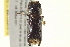  (Heterobostrychus hamatipennis - BIOUG02060-C11)  @13 [ ] CreativeCommons - Attribution (2012) CBG Photography Group Centre for Biodiversity Genomics