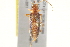  (Oxycopis suturalis - BIOUG02060-E10)  @13 [ ] CreativeCommons - Attribution (2012) CBG Photography Group Centre for Biodiversity Genomics