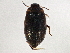  ( - BIOUG02278-F10)  @11 [ ] CreativeCommons - Attribution (2012) CBG Photography Group Centre for Biodiversity Genomics