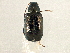  (Phyllotreta laticornis - BIOUG02284-A10)  @14 [ ] CreativeCommons - Attribution (2012) CBG Photography Group Centre for Biodiversity Genomics