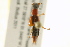  ( - BIOUG02028-G10)  @13 [ ] CreativeCommons - Attribution (2012) CBG Photography Group Centre for Biodiversity Genomics