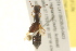  ( - BIOUG02028-H10)  @12 [ ] CreativeCommons - Attribution (2012) CBG Photography Group Centre for Biodiversity Genomics