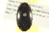  ( - BIOUG02030-D07)  @13 [ ] CreativeCommons - Attribution (2012) CBG Photography Group Centre for Biodiversity Genomics