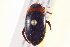  ( - BIOUG02030-D09)  @12 [ ] CreativeCommons - Attribution (2012) CBG Photography Group Centre for Biodiversity Genomics