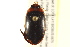  ( - BIOUG02030-D11)  @13 [ ] CreativeCommons - Attribution (2012) CBG Photography Group Centre for Biodiversity Genomics