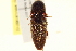  ( - BIOUG02032-E04)  @13 [ ] CreativeCommons - Attribution (2012) CBG Photography Group Centre for Biodiversity Genomics