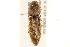  ( - BIOUG02032-F01)  @14 [ ] CreativeCommons - Attribution (2012) CBG Photography Group Centre for Biodiversity Genomics