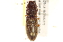  (Monocrepidius parallelus - BIOUG02032-F02)  @14 [ ] CreativeCommons - Attribution (2012) CBG Photography Group Centre for Biodiversity Genomics