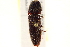  ( - BIOUG02032-G08)  @14 [ ] CreativeCommons - Attribution (2012) CBG Photography Group Centre for Biodiversity Genomics