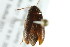  ( - BIOUG02013-C10)  @13 [ ] CreativeCommons - Attribution (2012) CBG Photography Group Centre for Biodiversity Genomics