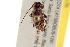  ( - BIOUG02008-G08)  @12 [ ] CreativeCommons - Attribution (2012) CBG Photography Group Centre for Biodiversity Genomics