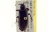  ( - BIOUG02010-D02)  @13 [ ] CreativeCommons - Attribution (2012) CBG Photography Group Centre for Biodiversity Genomics