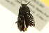  ( - BIOUG02011-A06)  @12 [ ] CreativeCommons - Attribution (2012) CBG Photography Group Centre for Biodiversity Genomics