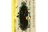  ( - BIOUG02012-A11)  @14 [ ] CreativeCommons - Attribution (2012) CBG Photography Group Centre for Biodiversity Genomics