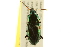  ( - BIOUG02012-A12)  @14 [ ] CreativeCommons - Attribution (2012) CBG Photography Group Centre for Biodiversity Genomics