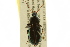  ( - BIOUG02012-B06)  @14 [ ] CreativeCommons - Attribution (2012) CBG Photography Group Centre for Biodiversity Genomics