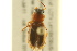  ( - BIOUG02014-D01)  @13 [ ] CreativeCommons - Attribution (2012) CBG Photography Group Centre for Biodiversity Genomics