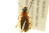  ( - BIOUG02014-D02)  @12 [ ] CreativeCommons - Attribution (2012) CBG Photography Group Centre for Biodiversity Genomics