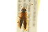  ( - BIOUG02014-D03)  @13 [ ] CreativeCommons - Attribution (2012) CBG Photography Group Centre for Biodiversity Genomics