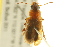  ( - BIOUG02014-D04)  @13 [ ] CreativeCommons - Attribution (2012) CBG Photography Group Centre for Biodiversity Genomics