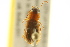  ( - BIOUG02014-D05)  @12 [ ] CreativeCommons - Attribution (2012) CBG Photography Group Centre for Biodiversity Genomics