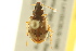  ( - BIOUG02014-E02)  @13 [ ] CreativeCommons - Attribution (2012) CBG Photography Group Centre for Biodiversity Genomics