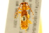  ( - BIOUG02014-G11)  @13 [ ] CreativeCommons - Attribution (2012) CBG Photography Group Centre for Biodiversity Genomics