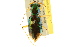  (Megacephalini - BIOUG02015-B04)  @14 [ ] CreativeCommons - Attribution (2012) CBG Photography Group Centre for Biodiversity Genomics