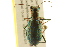  (Cicindela punctulata - BIOUG02015-E07)  @14 [ ] CreativeCommons - Attribution (2012) CBG Photography Group Centre for Biodiversity Genomics