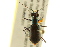  ( - BIOUG02016-C07)  @13 [ ] CreativeCommons - Attribution (2012) CBG Photography Group Centre for Biodiversity Genomics