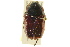  (Euphoria fulgida - BIOUG02024-B11)  @13 [ ] CreativeCommons - Attribution (2012) CBG Photography Group Centre for Biodiversity Genomics