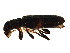  ( - BIOUG02283-E01)  @12 [ ] CreativeCommons - Attribution (2012) CBG Photography Group Centre for Biodiversity Genomics