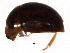  ( - BIOUG02309-C04)  @13 [ ] CreativeCommons - Attribution (2012) CBG Photography Group Centre for Biodiversity Genomics